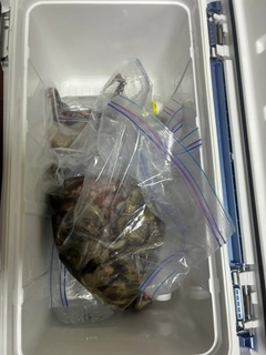タコの釣果