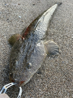 マゴチの釣果