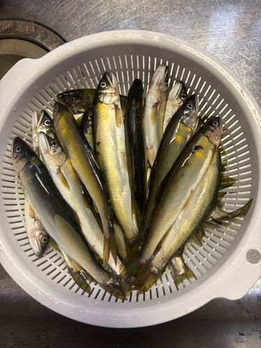 アユの釣果