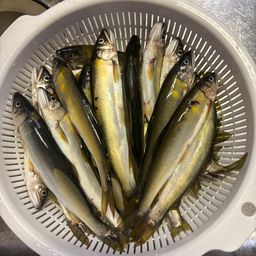 アユ