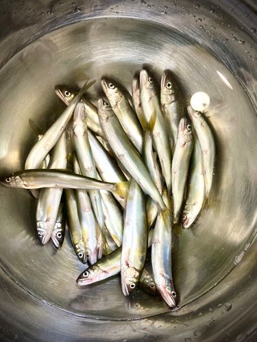 コアユの釣果
