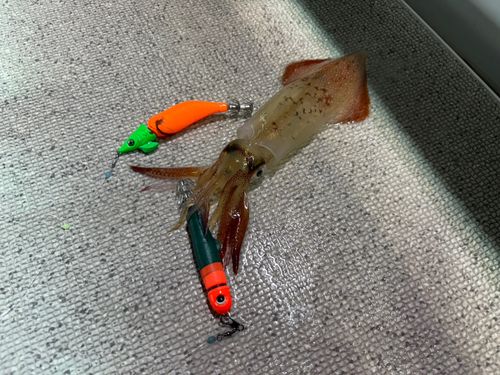 ケンサキイカの釣果