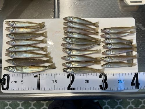 キスの釣果