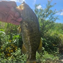 スモールマウスバス