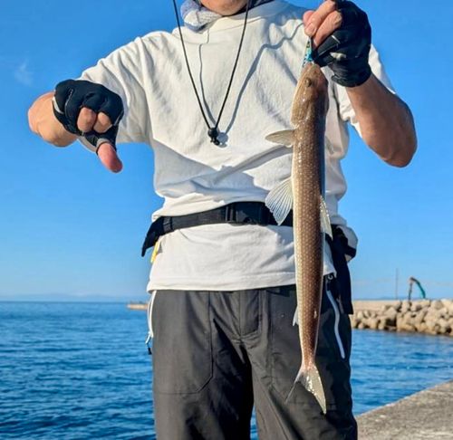 エソの釣果