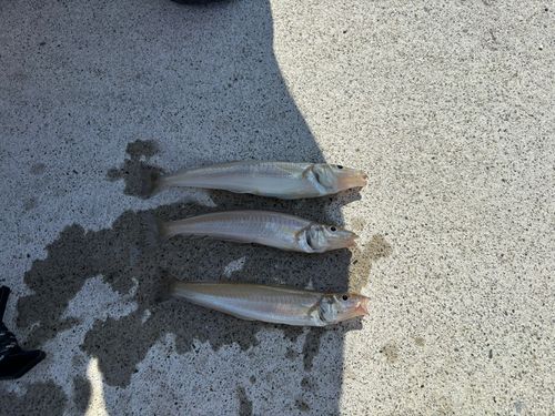 シロギスの釣果