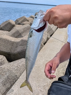 サバの釣果