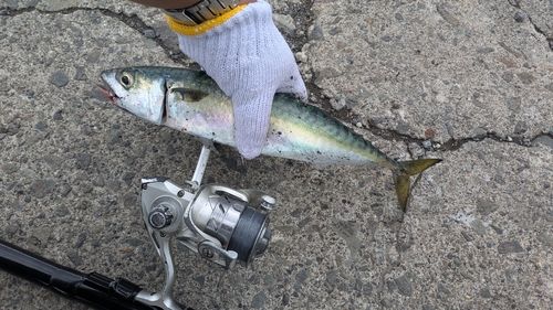 サバの釣果