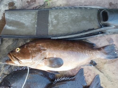 クエの釣果
