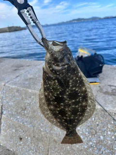 ヒラメの釣果