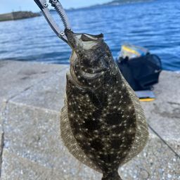 ヒラメ