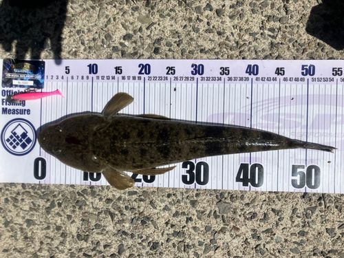 マゴチの釣果