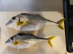 キスの釣果