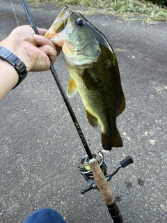 ラージマウスバスの釣果