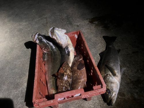 釣果