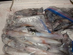 ケンサキイカの釣果