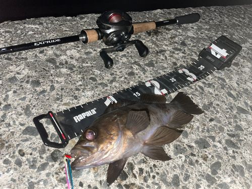 シロメバルの釣果