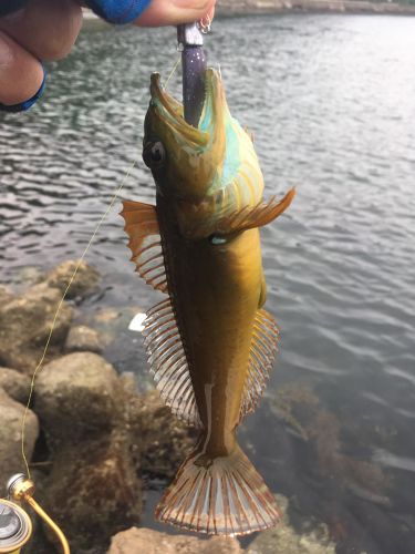 アナハゼの釣果