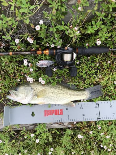 ブラックバスの釣果