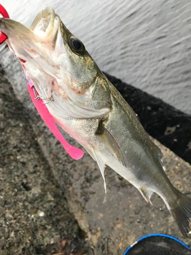 フッコ（マルスズキ）の釣果