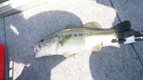 ブラックバスの釣果