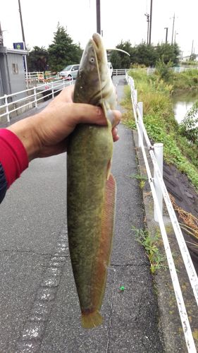 ナマズの釣果