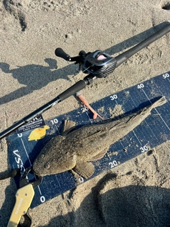 マゴチの釣果