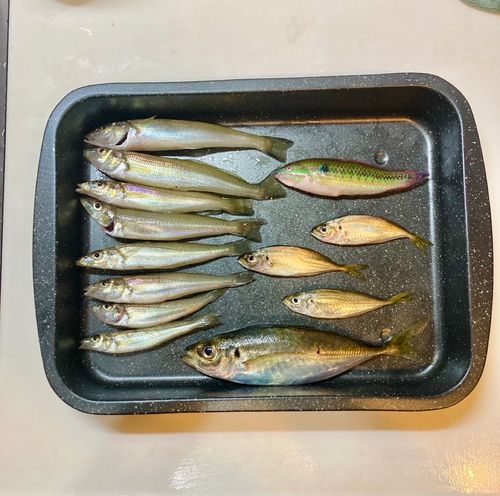 シロギスの釣果