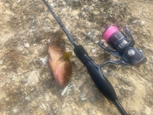 キジハタの釣果