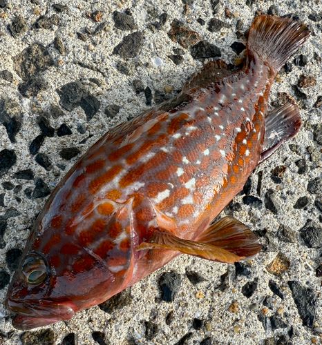 キジハタの釣果