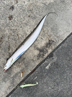 タチウオの釣果
