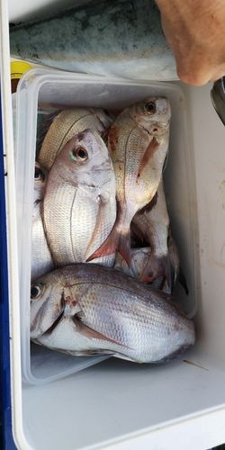 タイの釣果