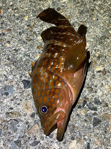 キジハタの釣果