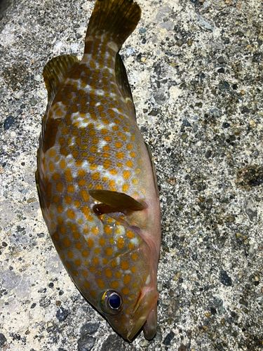 キジハタの釣果