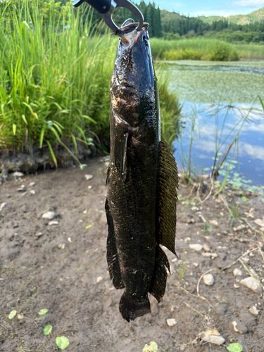 ライギョの釣果
