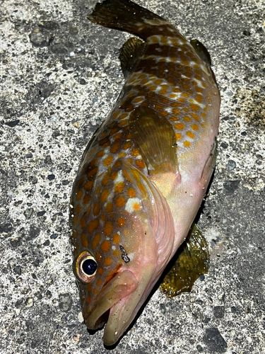 キジハタの釣果