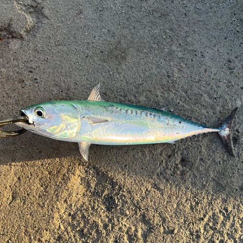 ソウダガツオの釣果
