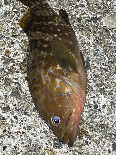 キジハタの釣果