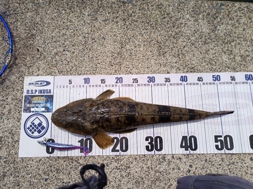 マゴチの釣果