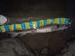 チョウザメの釣果