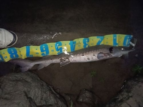 チョウザメの釣果
