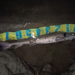 チョウザメ