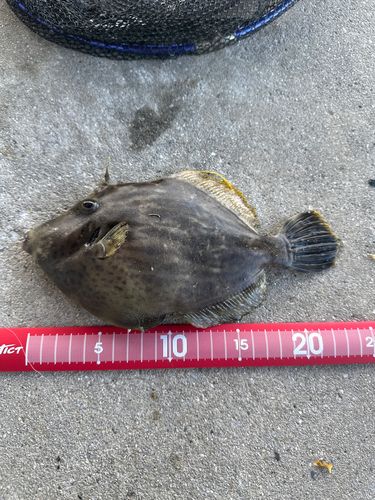 カワハギの釣果