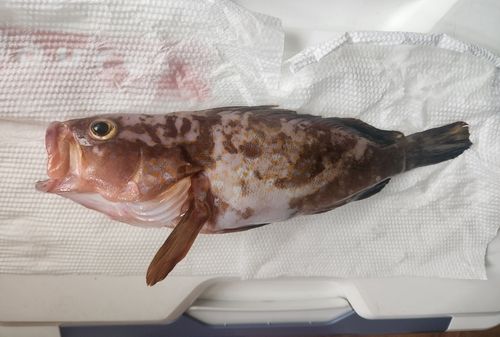 アコウの釣果