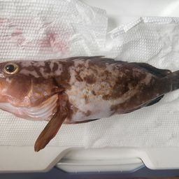 アコウ