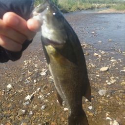 スモールマウスバス