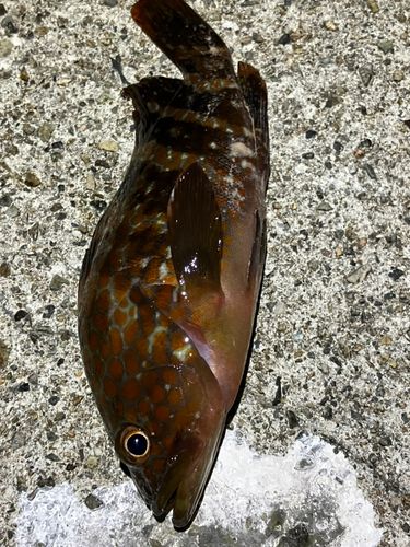 キジハタの釣果