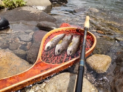 ヤマメの釣果