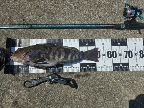 アイナメの釣果