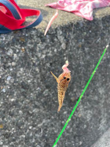 ハゼの釣果